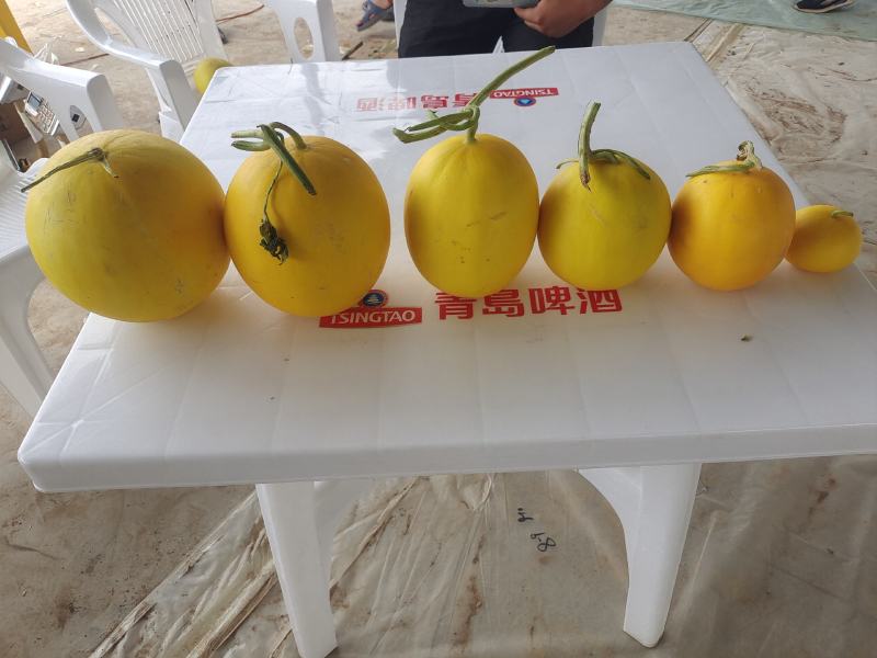蜜瓜（金红宝）甘肃民勤收成水果之乡。口感甜美，风味独特。