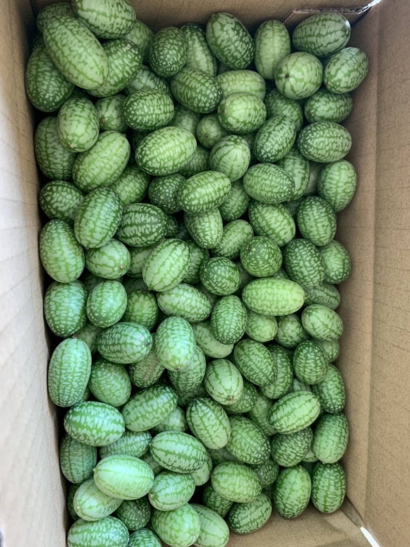 拇指西瓜迷你小西瓜绿瓤西瓜产地大量供货