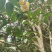 广西大瑶山茶籽油