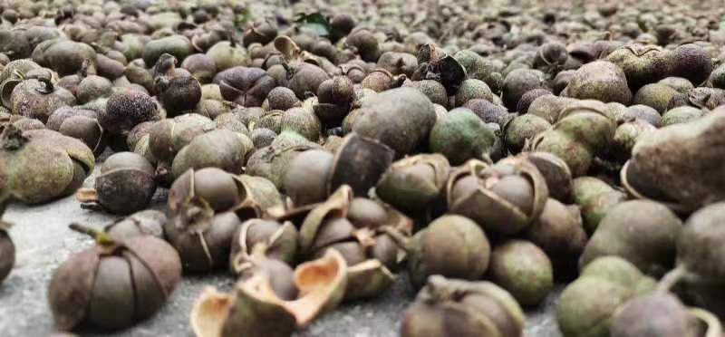 广西大瑶山茶籽油