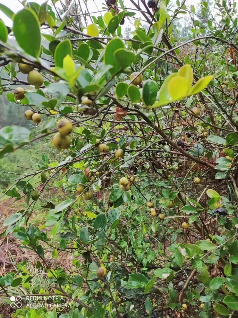 广西大瑶山茶籽油