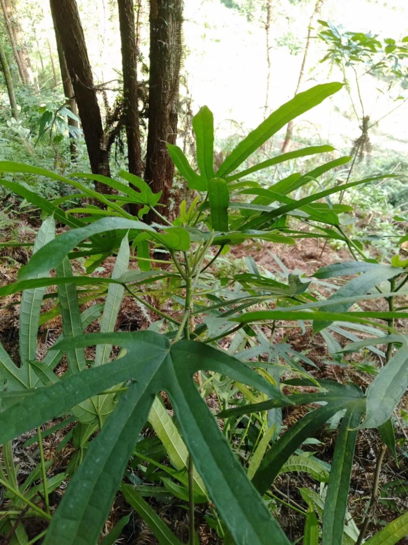 广西金秀大瑶山野生五指毛桃椰奶香味自然晒干无硫磺