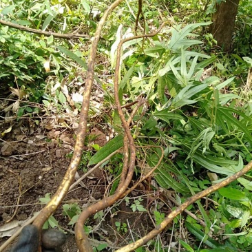 广西金秀大瑶山野生五指毛桃椰奶香味自然晒干无硫磺