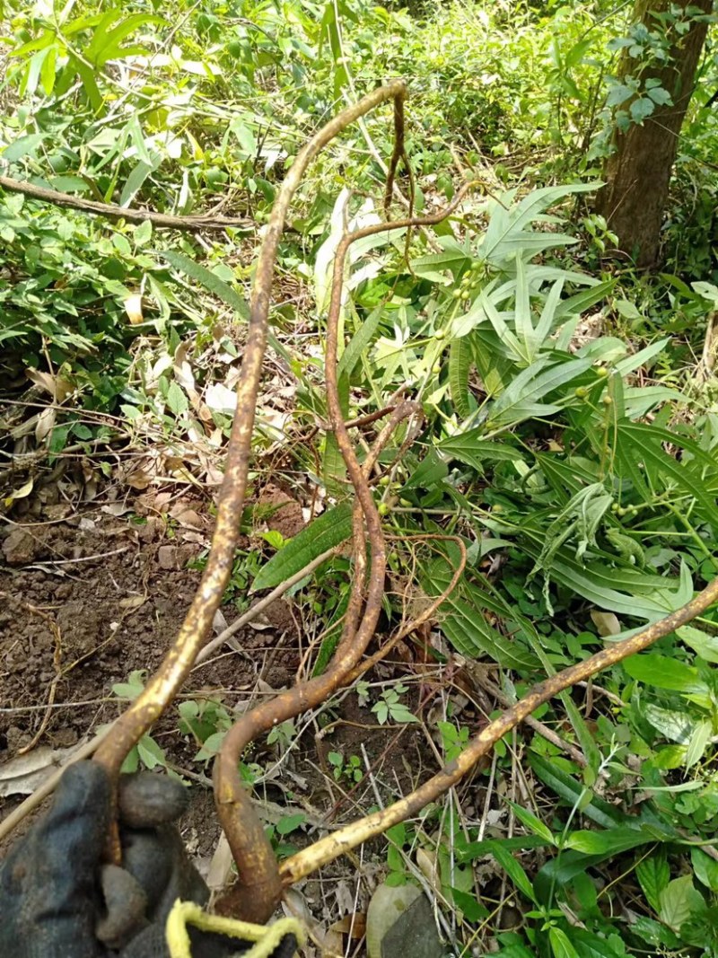 广西金秀大瑶山野生五指毛桃椰奶香味自然晒干无硫磺