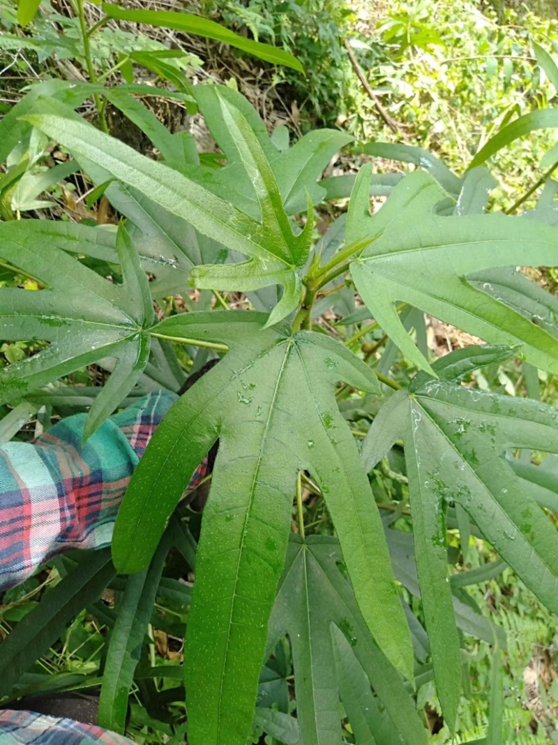 广西金秀大瑶山野生五指毛桃椰奶香味自然晒干无硫磺