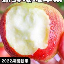 苹果水果陕西苹果2022年新果嘎啦苹果新鲜当季整箱脆甜小