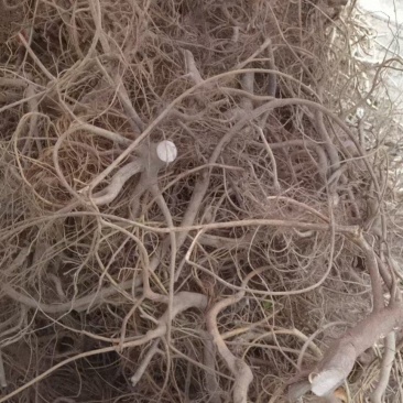 白花牛奶根小叶白花牛奶根野生白花牛奶根/