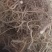 白花牛奶根小叶白花牛奶根野生白花牛奶根/