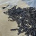 武夷水仙茶老枞水仙茶叶炭焙香浓香型老茶武夷茗枞茶叶醇香茶