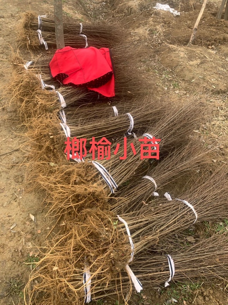 榔榆小苗，小叶榔榆，造型素材，
