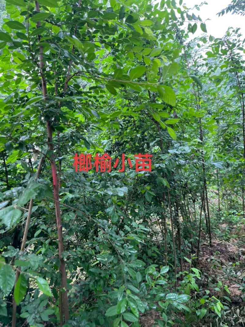 榔榆小苗，小叶榔榆，造型素材，