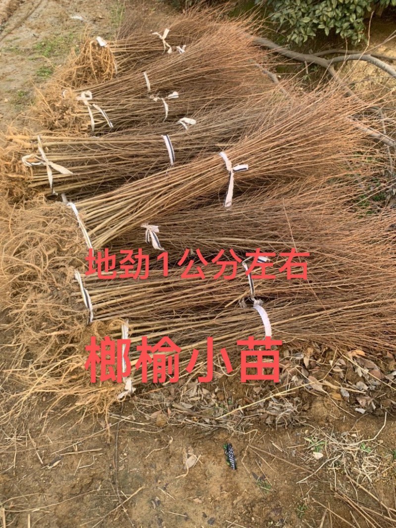 榔榆小苗，小叶榔榆，造型素材，