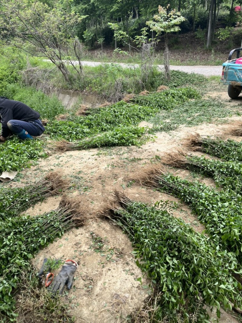 榔榆小苗，小叶榔榆，造型素材，
