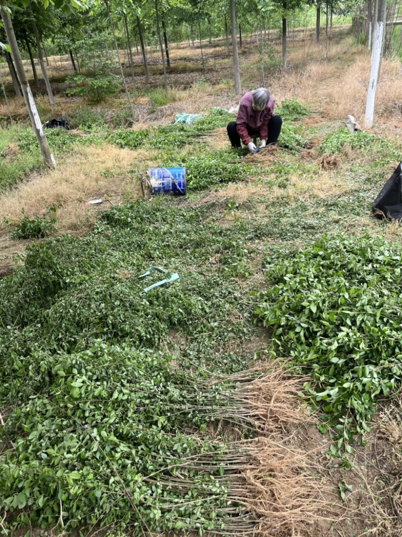 榔榆小苗，小叶榔榆，造型素材，