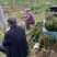 榔榆小苗，小叶榔榆，造型素材，