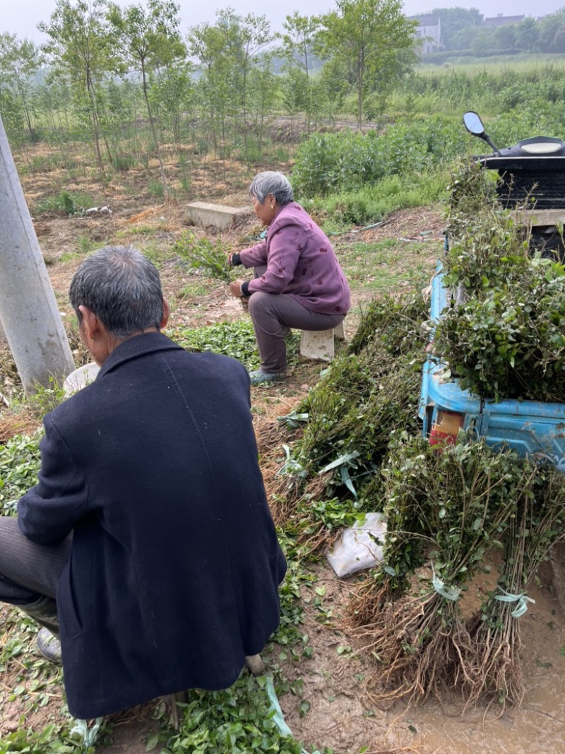 榔榆小苗，小叶榔榆，造型素材，