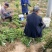 榔榆小苗，小叶榔榆，造型素材，