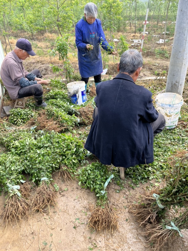 榔榆小苗，小叶榔榆，造型素材，