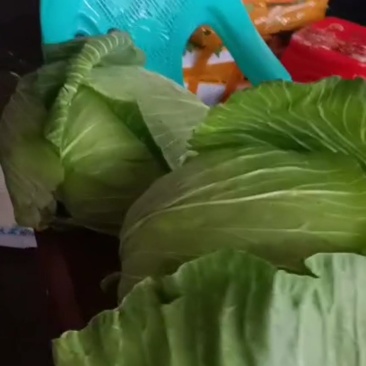 贵州高山脆莲白