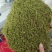 长期出售各种青苔，苔藓，大灰藓，白发藓等……