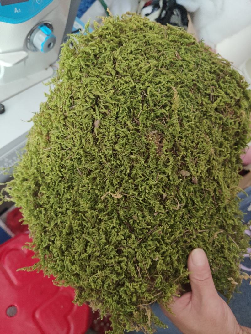 长期出售各种青苔，苔藓，大灰藓，白发藓等……
