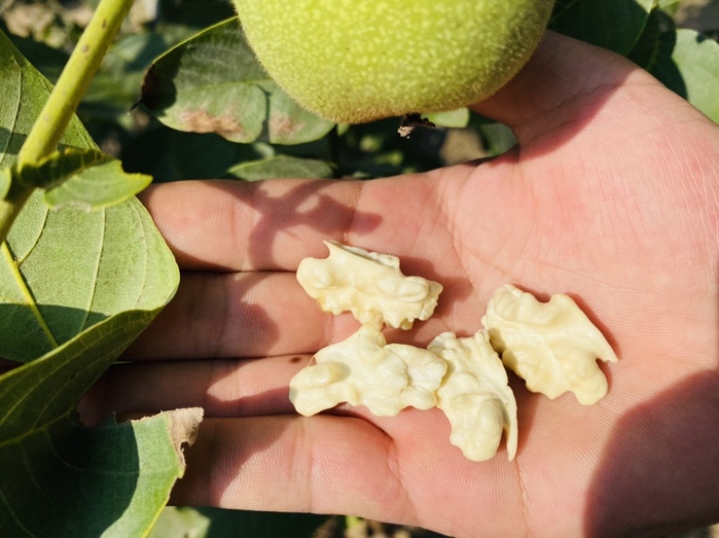 大荔冬枣，鲜核桃，产地整车代办，一件代发都可以