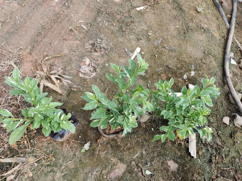 花叶假莲翘，精品地被有5斤袋和7斤袋，价格优惠，质量保证