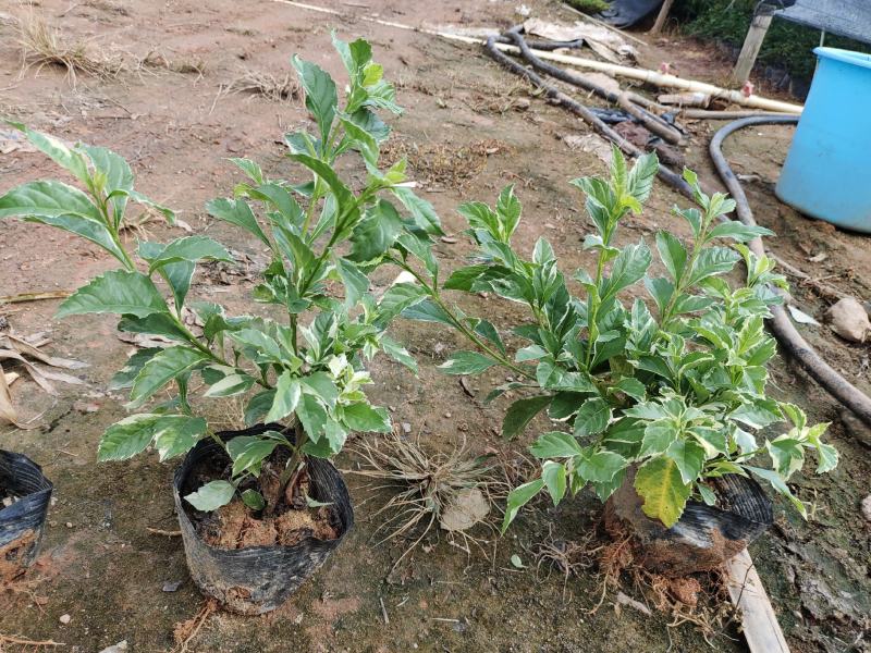 花叶假莲翘，精品地被有5斤袋和7斤袋，价格优惠，质量保证