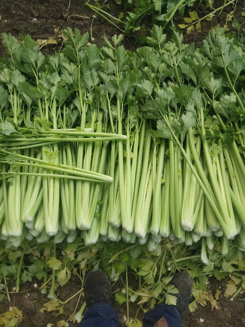 芹菜，济南商河芹菜大量有货