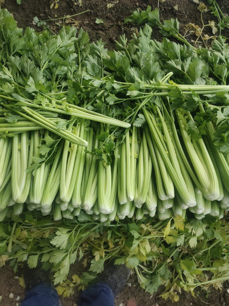芹菜，济南商河芹菜大量有货
