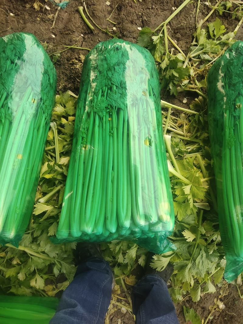 芹菜，济南商河芹菜大量有货