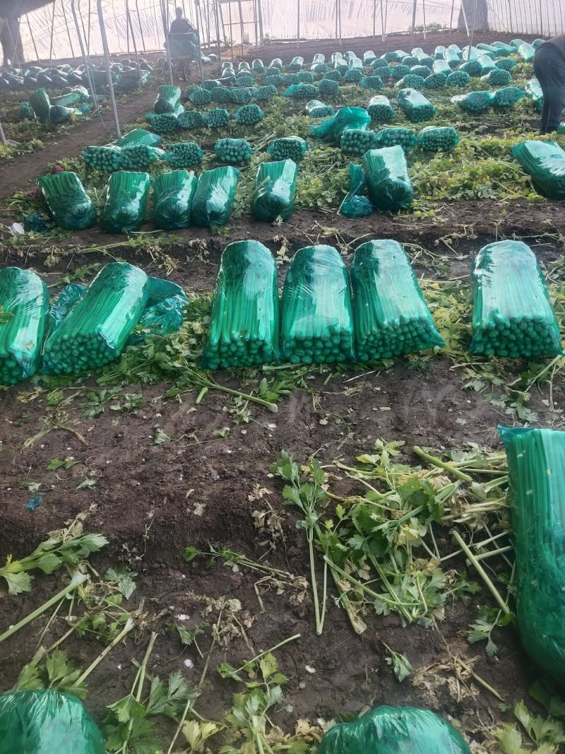 芹菜，济南商河芹菜大量有货