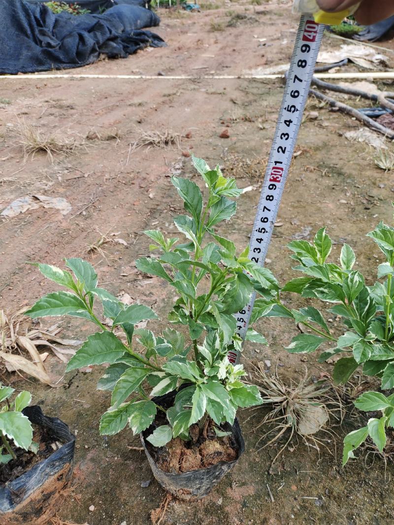 花叶假莲翘，精品地被有5斤袋和7斤袋，价格优惠，质量保证