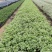 花叶假莲翘，精品地被有5斤袋和7斤袋，价格优惠，质量保证