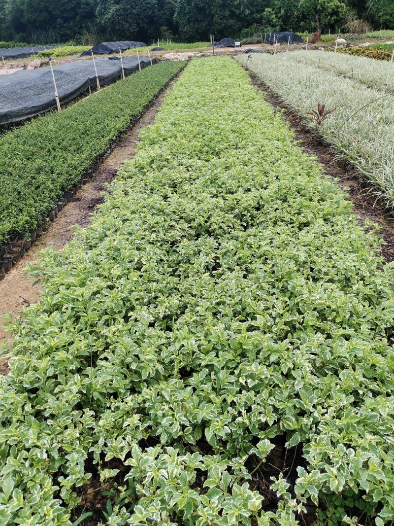 花叶假莲翘，精品地被有5斤袋和7斤袋，价格优惠，质量保证
