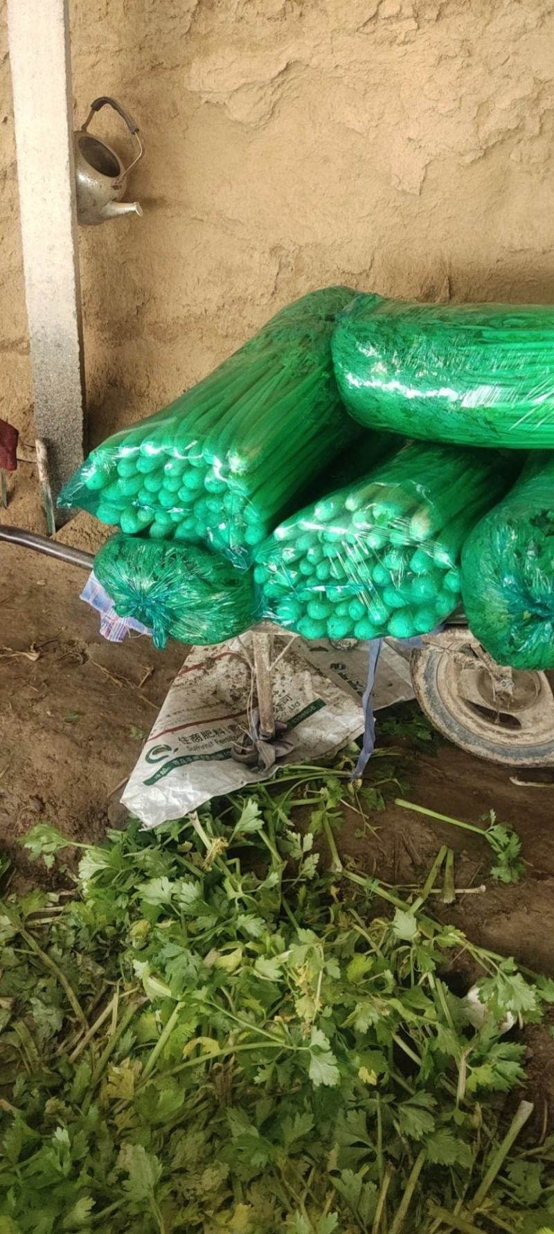 芹菜，济南商河芹菜大量有货