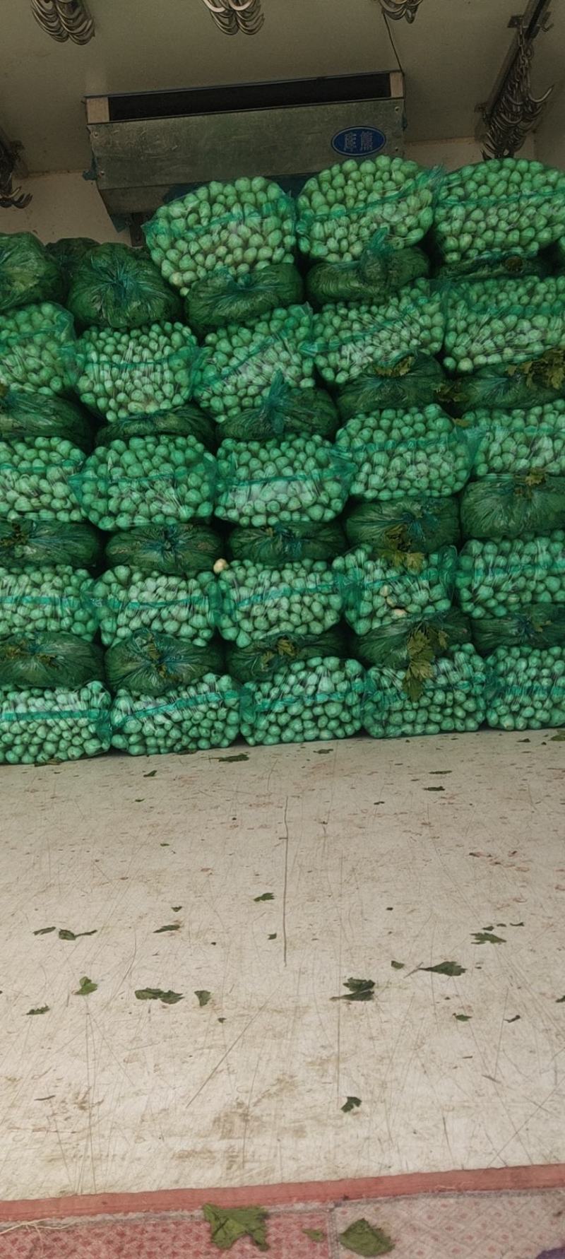 芹菜，济南商河芹菜大量有货