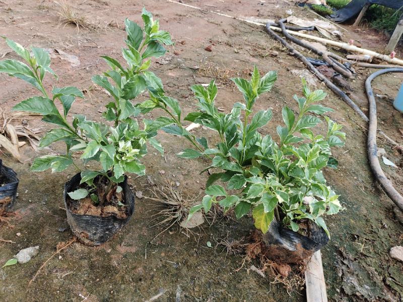 花叶假莲翘，精品地被有5斤袋和7斤袋，价格优惠，质量保证