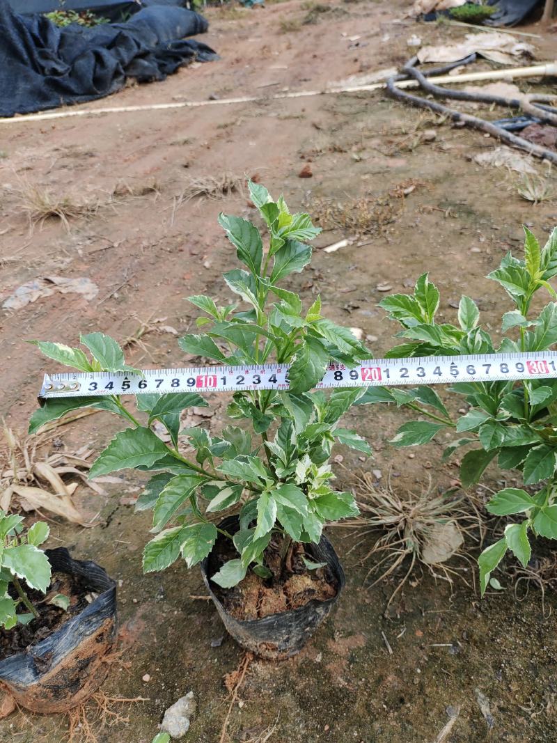 花叶假莲翘，精品地被有5斤袋和7斤袋，价格优惠，质量保证