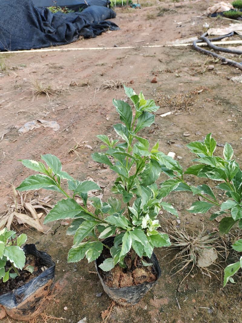 花叶假莲翘，精品地被有5斤袋和7斤袋，价格优惠，质量保证