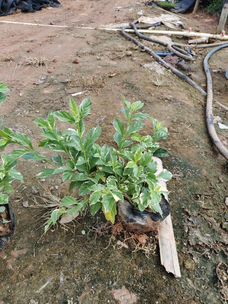 花叶假莲翘，精品地被有5斤袋和7斤袋，价格优惠，质量保证