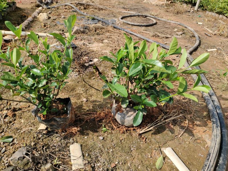 7斤袋栀子花和5斤袋地被杯苗，诚信经营，价格优惠，品质保