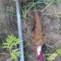 优质白芷一手货源产地直发诚信合作欢迎客户来电咨询