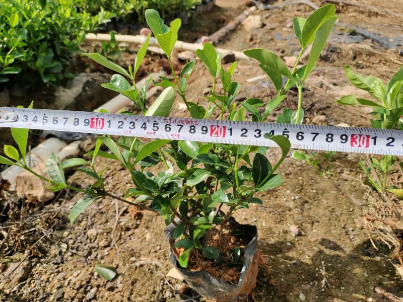7斤袋栀子花和5斤袋地被杯苗，诚信经营，价格优惠，品质保