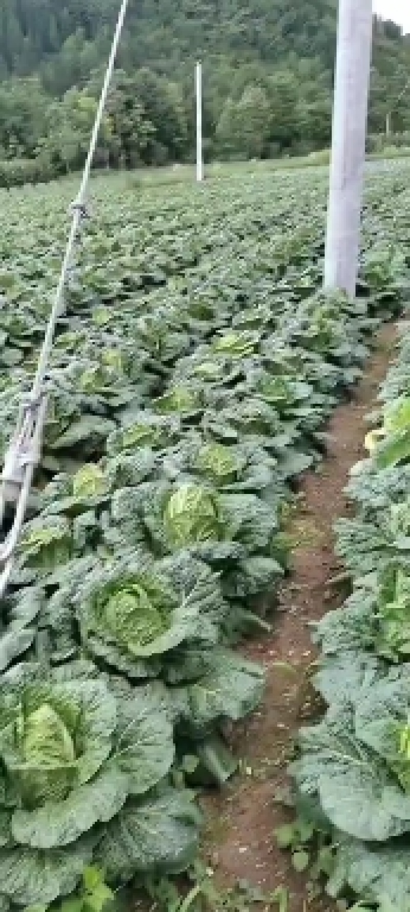 白菜