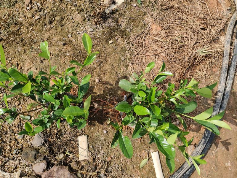 7斤袋栀子花和5斤袋地被杯苗，诚信经营，价格优惠，品质保