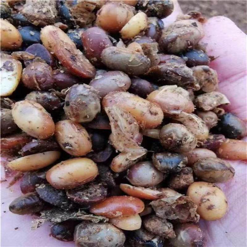 厂家供应发酵大豆底肥有机肥益生菌腐熟大豆土壤改良
