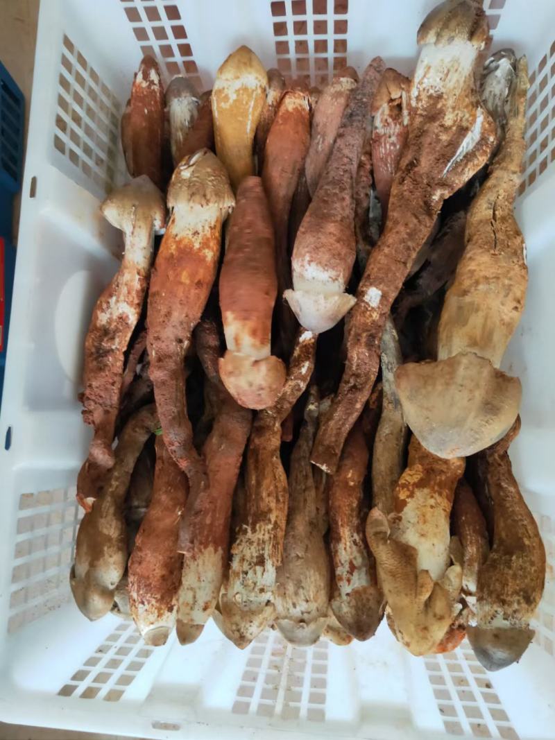 鸡纵菌