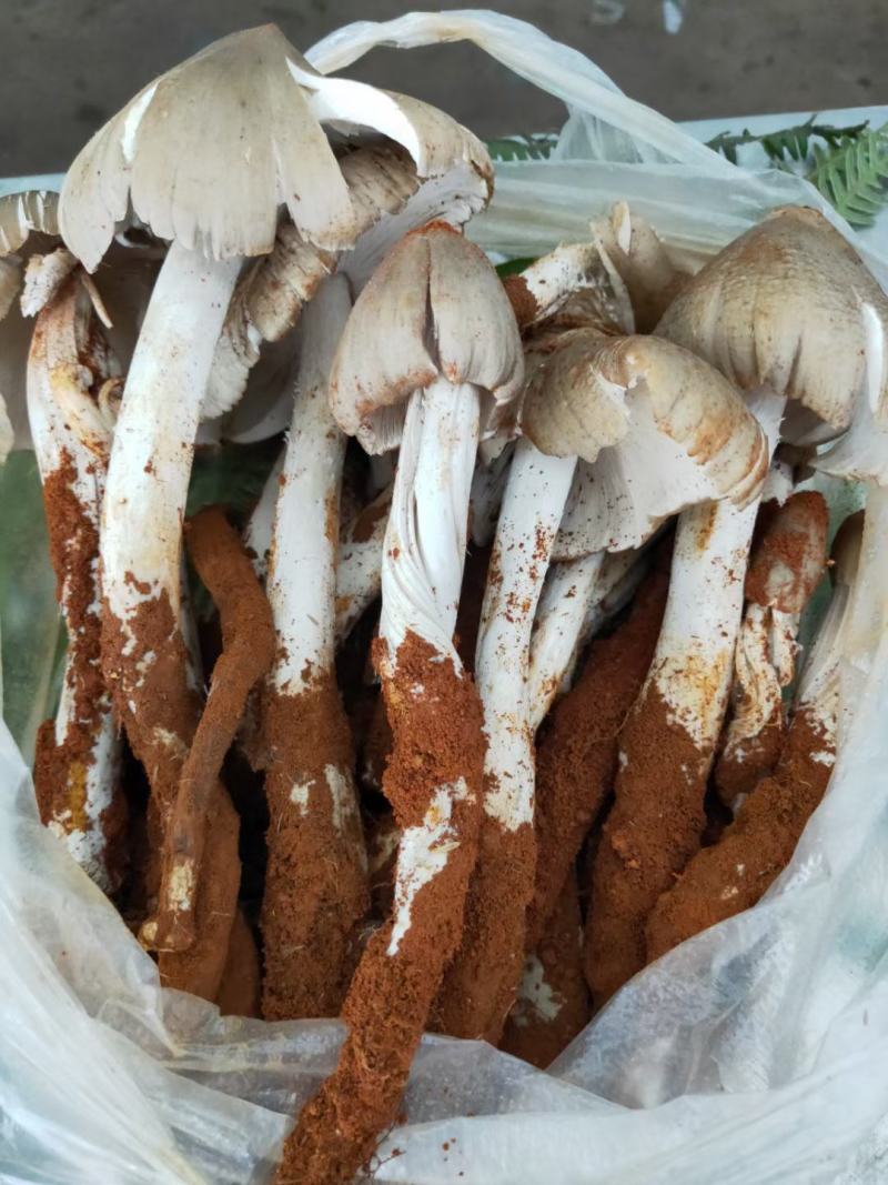 鸡纵菌