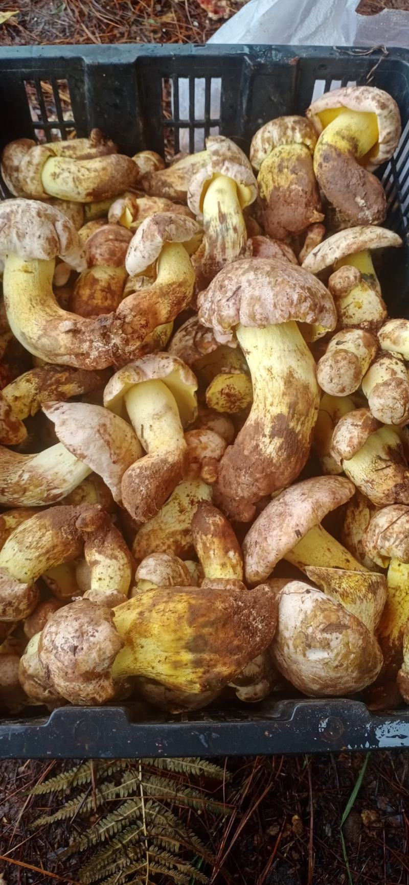 鸡纵菌
